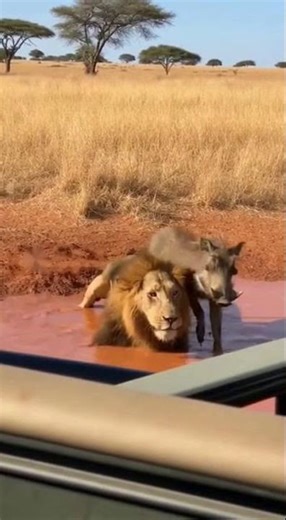 Part 96 #funnyanimals #funny #animals #lionfunny