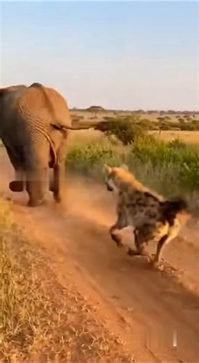 Crazy and funny animals. クレイジーで笑える動物