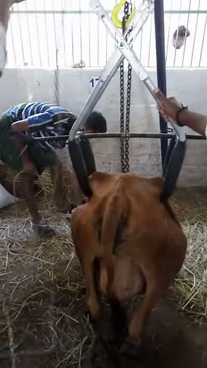 Downer Cow lift-Hip sling