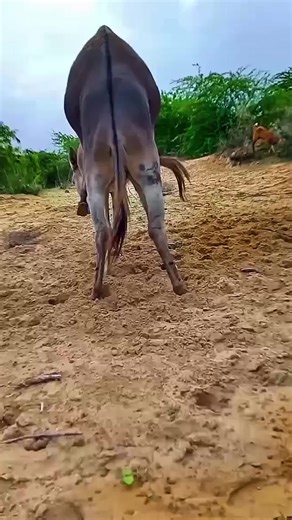 Exploring Donkey Season: Insights on Donkeys