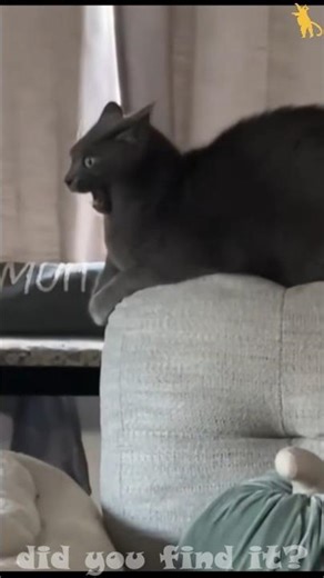 Power button was found on the cat #cats #funny #pets #animals #catvideos #funnycats #shorts