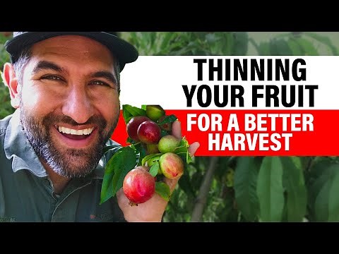 How to Easily Thin Apple, Pear, Peach, Plum, and Apricot Trees for BIG FRUIT! | Fruit Thinning 101
