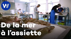 Documentaire | De la mer aux consommateurs – Comment sont pêchés et élevés nos fruits de mer