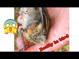 Rescue Animals ! Botfly Removed From Bird -鳥から削除されたヒツジバエ #9