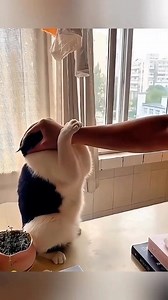"When Cats Start Imitating Humans 😂 Too Funny!" These copycat cats are on another level! Watch them act like humans and totally steal the show. 😹🙈 #CopycatModeOn #FunnyCats #CatsImitatingHumans #CatComedy #MeowMimic #CatReels #HilariousPets #CrazyCats #ViralCatVideo | Iram Mulla