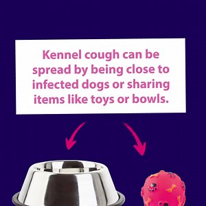 There's a lot of myths surrounding kennel cough. How much do you know? If you're still concerned, your vet will be able to help. | Vets for Pets