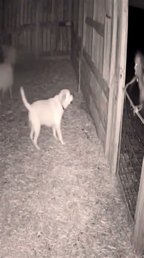 Horror Stories To Avoid Alone.. #shorts