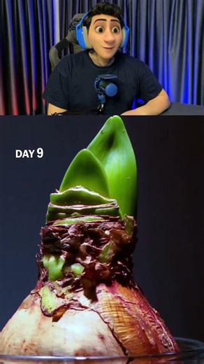 How do onions grow? (I THINK)