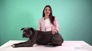 FuzzYard Ink'd Up Old School Tattoo Designed Button Up T Shirt for Dogs (Size 7)