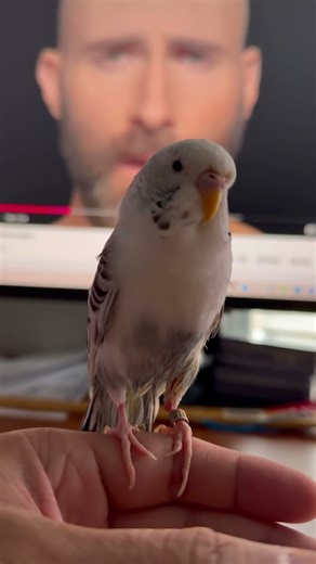 Our 13 Years Old Parakeet Tweety Is Getting Old & Sick. 🥲