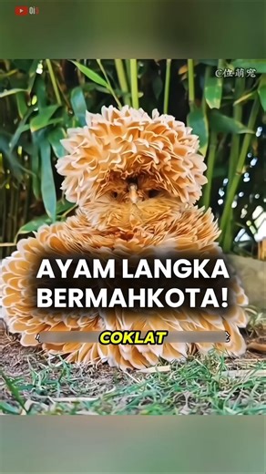 Ayam Bermahkota Mengubah Nasib Pemiliknya 🐣👑 #shorts