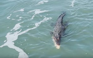 Deadly Crocodile And A Shark Fight Over A Fish…Who Ya Got?