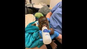 Newborn orangutan getting help from Children's Hospital in New Orleans