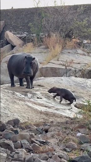 Baby hippo is trying its best