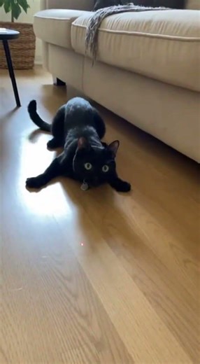 Laser Pointer Got Too Real