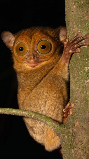 🐰Alien Of Jungle #shorts