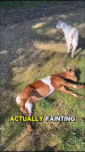 You Won’t Believe What Happens When This Goat Gets Scared…
