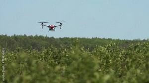 Agrodron treats fields with insect repellant from the air. Sprayers Agrodrone live. Quadcopter flight over the field, help in fertilizer, pesticides.