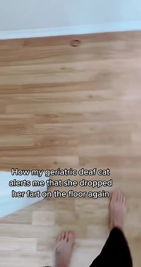 A daily battle. I just took the @Litter-Robot apart and literally deep cleaned every part of it so hopefully this helps. #cattok #catsoftiktok #pancakesmom #seniorpet #seniorcat