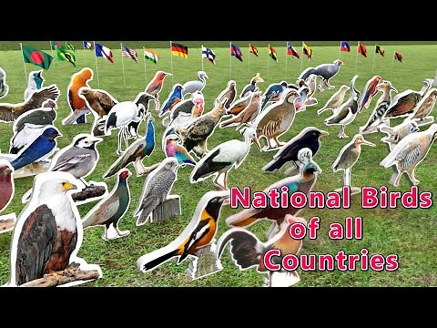 National Birds of all Countries | Flags and Countries name with National Brids