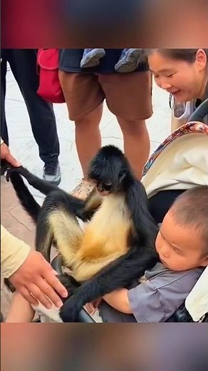 Why Spider Monkeys Are So Friendly! 🐒❤️ #facts