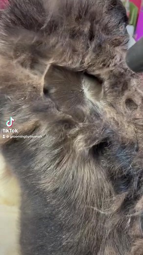 Satisfying Deshedding Treatment for Your Pet