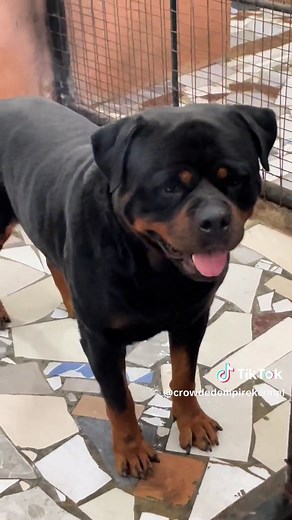 Understanding Dog Tail Wagging and Happy Signals