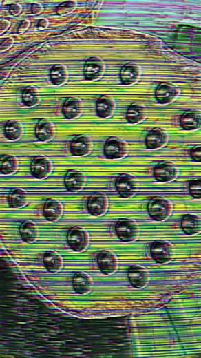 🕳️ TRYPOPHOBIA – Chapter 1: The Fear of Holes (#Trypophobia #AnalogHorror #CursedVideo)