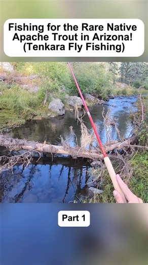 Fishing For The Rare Native Apache Trout In Arizona Part 1
