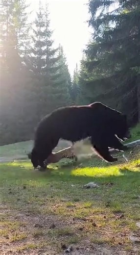 Will silly bear🐻step into trap?or get meat🐻🥩❓BigCats #animals#wildlife#Relaxationvideo#viralvideo 1 2 viralvideo,バイラル動画,바이럴비디오,вирусное видео,vidéoviral,videoviral, shortsyoutube,ショーツYouTube,쇼츠유튜브,шортсютуб, OddlySatisfying,不思議に満足,이상하게만족스러운,странноудовлетворяющий,étrangementsatisfaisant,ExtrañamenteSatisfactorio, ASMRChallenge,ASMRチャレンジ,ASMR챌린지,ASMRвызов,DéfiASMR,DesafíoASMR, lion,ライオン,사자,sher,lev,Löwe,león,leão,aslan,sưtử,สิงโต, tiger,トラ,호랑이,baagh,tigr,tigre,тигр,hổ,kaplan,เสือ, leopard,ヒョウ,