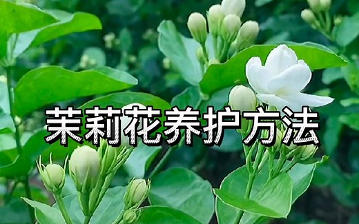 一套完整的茉莉花养护方法送给你，只要这样做，每个月都能开花一次