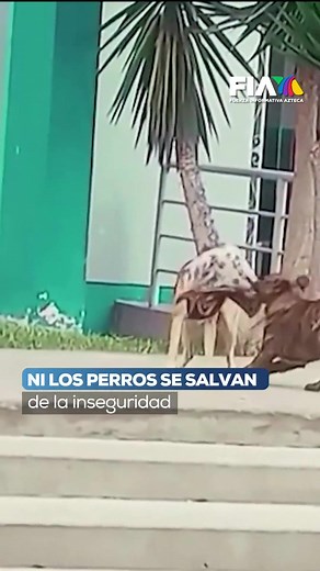 ¡La #inseguridad no respeta ni a los perritos! Fue captado el momento en el que un lomito conocido como Juanito Alimaña, despoja a otro perro de su suéter a plena luz del día. Cuando se la quitó, se fue corriendo como un verdadero criminal🐾 Jorge Zarza nos cuenta en #HechosDomingo.