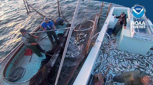 1.5K views · 18 reactions | #SeafoodMonth Pound nets are a type of fishing gear, consisting of a series of nets anchored to the bottom perpendicular to shore and set in nearshore areas. Get a glimpse of pound net fishing on Maryland’s Chesapeake Bay. See more footage from the fisheries here: https://www.fisheries.noaa.gov/video/footage-fisheries | NOAA Fisheries Service | Facebook