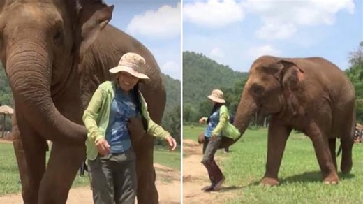 Mama Elephant Steers Favorite Caretaker To Baby And Requests A Lullaby