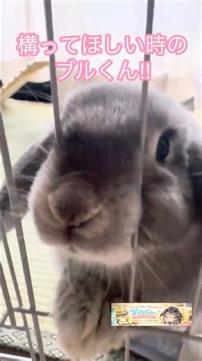 ロップイヤーラビットのブルくん。ケージに顔がめり込んでいる顔が結構可愛い？#うさぎのいる暮らし #うさぎの飼育 #ロップイヤーラビット