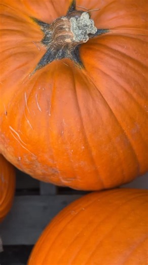 🎃👻 Booville & Fright Fest are back EVERY weekend in October! But guess what… we’re opening Booville early just for the kiddos 👧🧒 this Saturday & Sunday, September 27–28 only at Wild Waves! Don’t miss the spooktacular fun! 🕸️🍬 #wildwaves #seattle #federalway #jblm #tacoma | Wild Waves Theme & Water Park