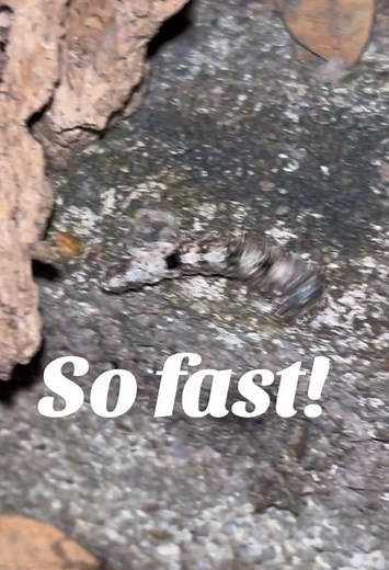 Ever seen a caterpillar bolt?!! 🐛💨 #fyp #fypp #foryou #foryoupage #foryoupage❤️❤️