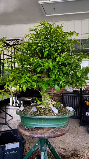 Water jasmine work and repot | Mike Lane
