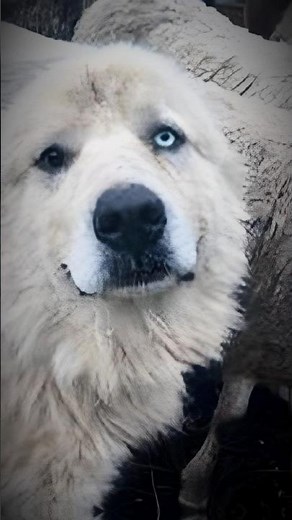 Casper took on 11 coyotes in all, killing eight and chasing after the remaining three.