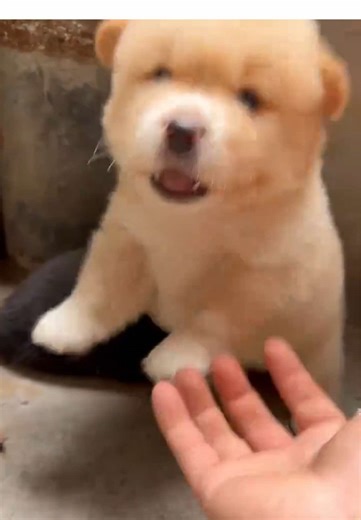 かわいい犬と子供の楽しい動画