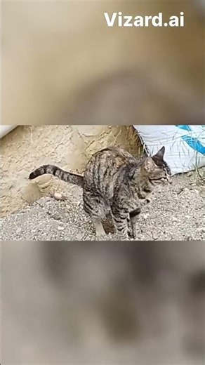 cat pooping in the sand / KUMA KAKA YAPAN KEDİ #cat #kedi#shortvideo #short #keşfetbeniöneçıkar