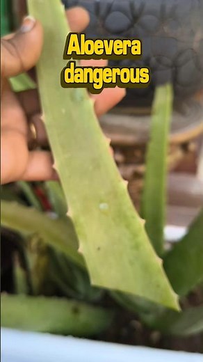 You’re using aloe wrong 😳