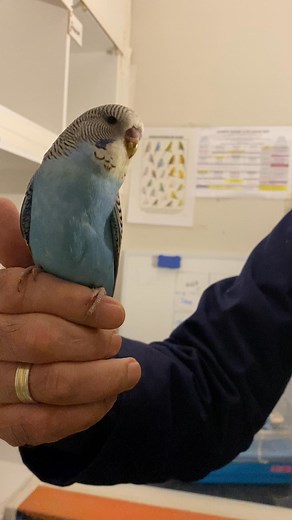 This is 6 weeks old Barney | Wilton's Tame Budgies | Facebook