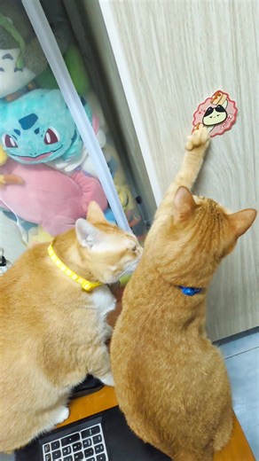 2.1K views · 91 reactions | Khoái dữ lắm 來 #Beekhongbeo #Tigerrom #catlover #meow #cat #meo #funny #cute #orangecat #fyp | Bee Không Béo | Facebook