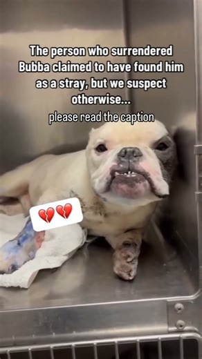 Suspected Bait Dog Covered In BLUE DYESurrendered To Local Shelter#usa #rescue #dog #uk #sad #canada