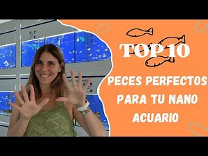 Top 10 peces perfectos para tu nano acuario