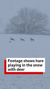 266K views · 8.7K reactions | This hare and some deer aren't letting the cold dampen their spirits  | BBC East Yorkshire | Facebook