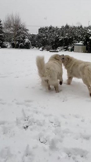 Discover the Slovenský Čuvač: A Unique Dog Breed