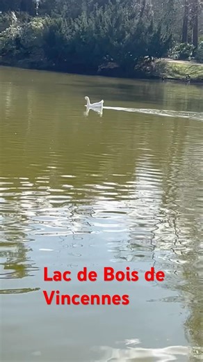Lac de Bois de Vincennes, Paris #shorts #travel #viral #trending #france