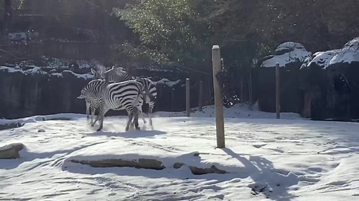 117K views · 8.3K reactions | The zebras got outside today to play in the snow ❄️ | Cincinnati Zoo & Botanical Garden | Facebook